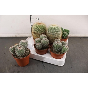 C Cactus 8.5 Cm. P. Bollenmix / Gemengd