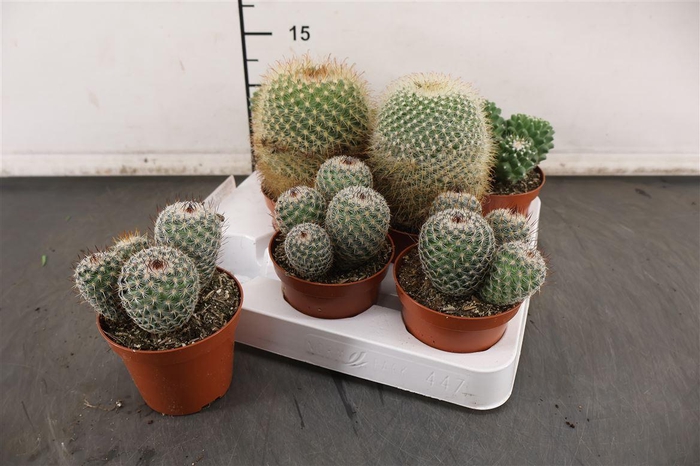 <h4>C Cactus 8.5 Cm. P. Bollenmix / Gemengd</h4>
