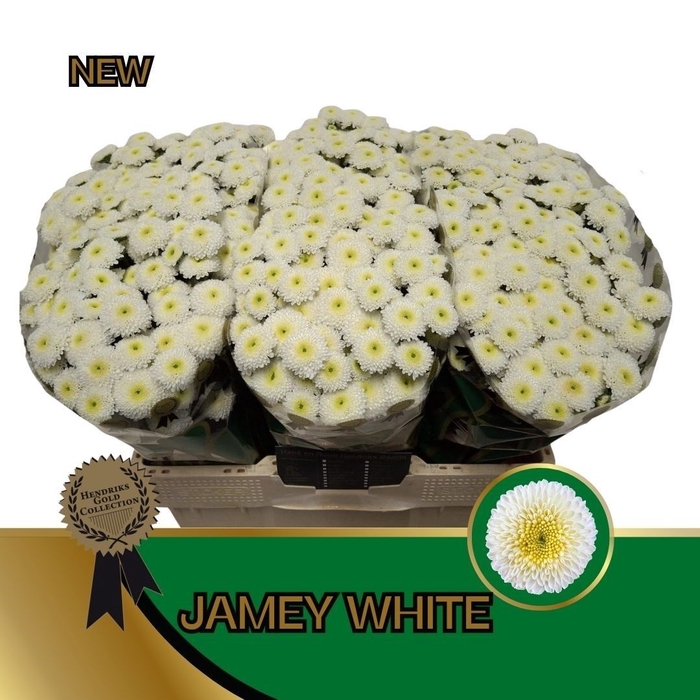 <h4>CHR S JAMEY WHITE</h4>