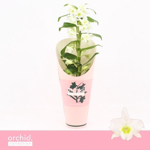 Dendrobium Nobilé, Apollon 1-spike 'Orchid Collection' Potcover