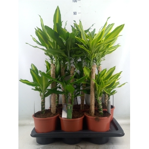 Dracaena frag.   ...mix 3