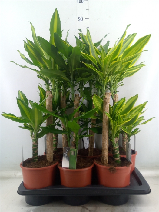 <h4>Dracaena frag.   ...mix 3</h4>