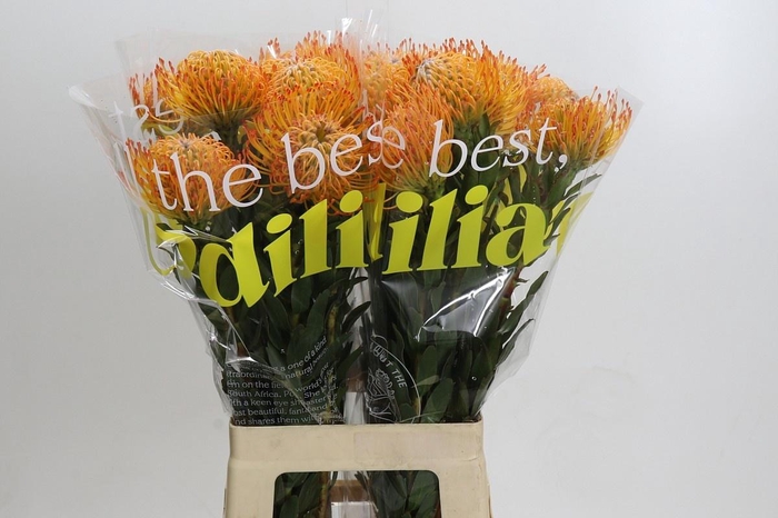 <h4>LEUCO NUTANS AYOBA SUN*</h4>