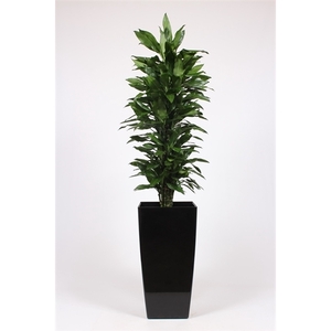 Dracaena Janet Lind in Piza pot 