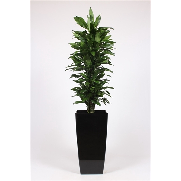 <h4>Dracaena Janet Lind in Piza pot "antraciet"</h4>