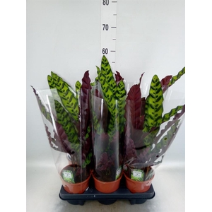Calathea lancifolia