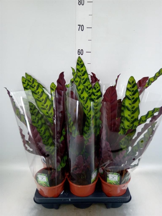 <h4>Calathea lancifolia</h4>