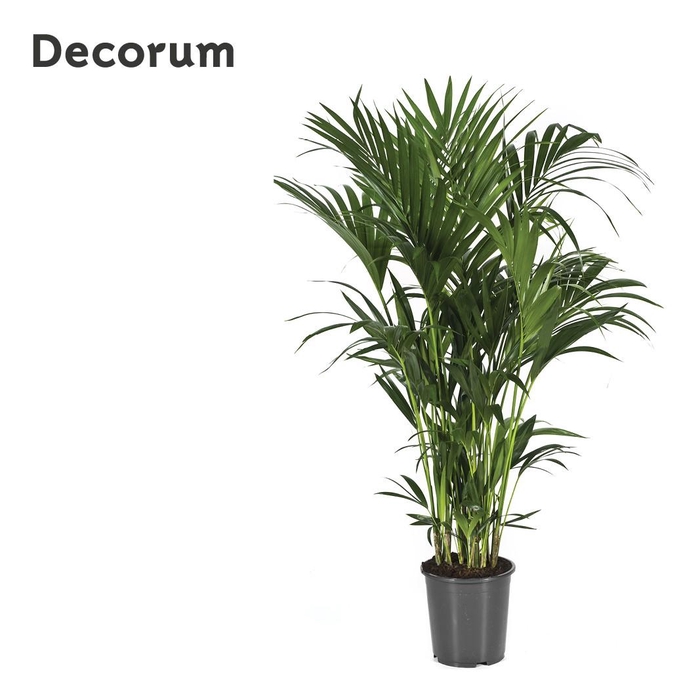 <h4>HOWEA FORSTERIANA</h4>