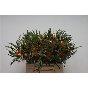 Banksia Dryandra Formosa