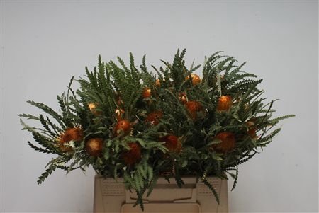 <h4>Banksia Dryandra Formosa</h4>