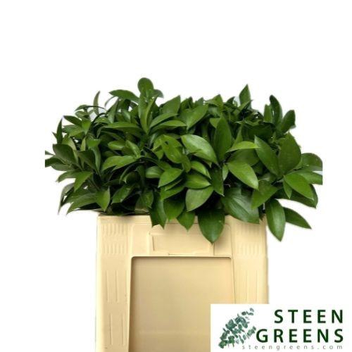 <h4>RUSCUS HYPOPHYLLUM</h4>