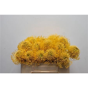 Leuco High Gold