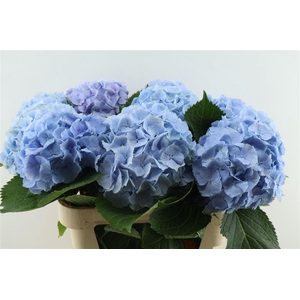 Hydr M Verena Blue 60-22