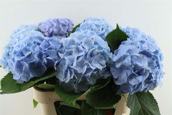 <h4>Hydr M Verena Blue 60-22</h4>