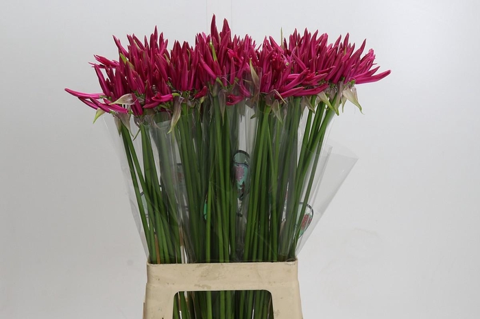 <h4>Nerine Favoriet</h4>