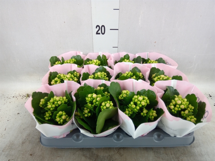 <h4>Kalanchoe  'MoreFlow Lillian'</h4>