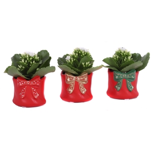 Kalanchoe mix 5,5 cm in XMAS Gift planter
