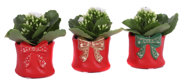 <h4>Kalanchoe mix 5,5 cm in XMAS Gift planter</h4>