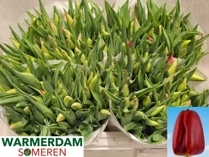 <h4>TU EN RED GOLD</h4>