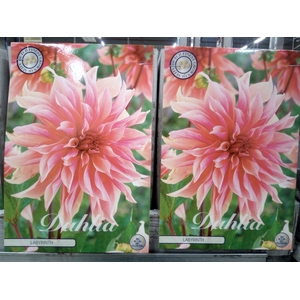 Dahlia   ...flowerbulbs