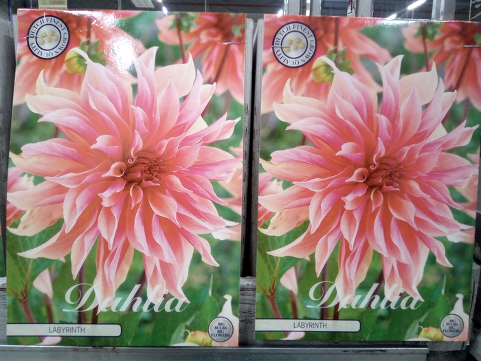 <h4>Dahlia   ...flowerbulbs</h4>