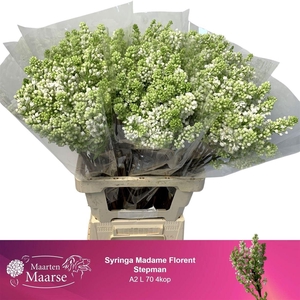 Syr V Mme Fl Stepman