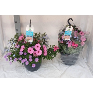 HANGING BASKETS
