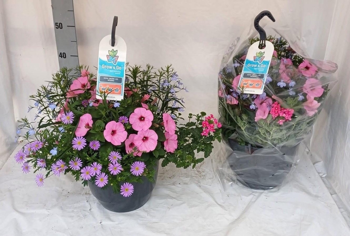 <h4>HANGING BASKETS</h4>
