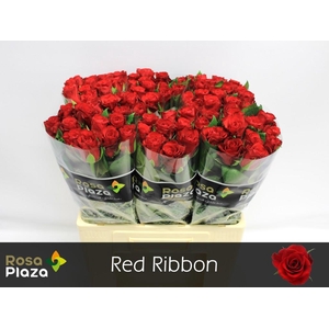 Rosa large red ribbon