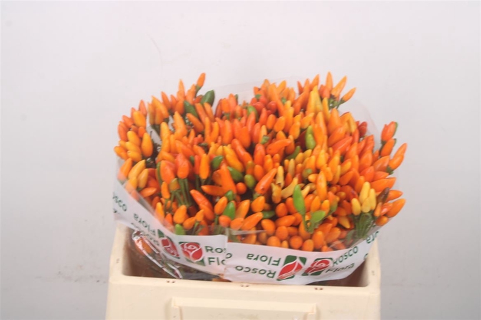 Capsicum Orange Fire