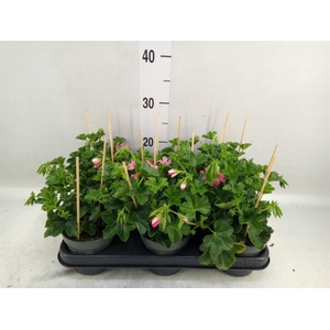 Pelargonium pelt. 'Balkon Roze'