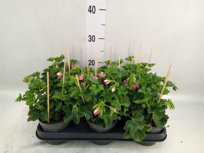 <h4>Pelargonium pelt. 'Balkon Roze'</h4>
