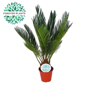 Cycas Revoluta p12