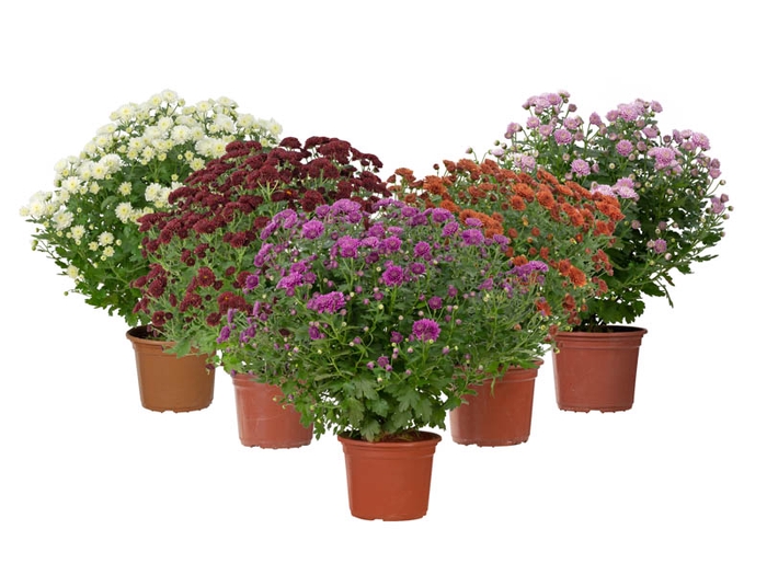 CRISANTEMO BOLA BELGA JASODA P15 VARIADO