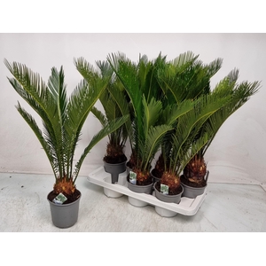 CYCAS REVOLUTA
