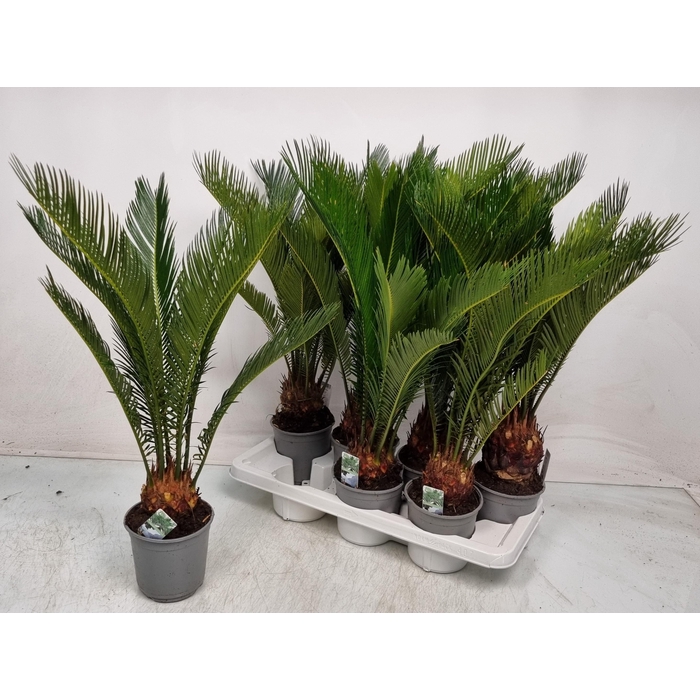 <h4>CYCAS REVOLUTA</h4>