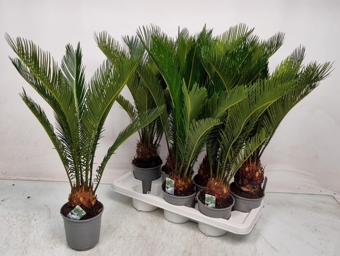 CYCAS REVOLUTA