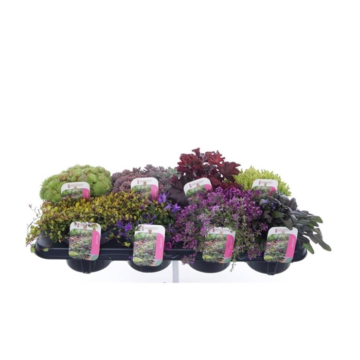 <h4>Plantes de Rocailles</h4>