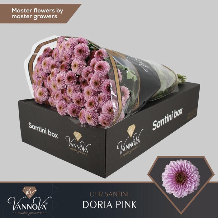 <h4>Chrysanten Chr S Doria Pink</h4>