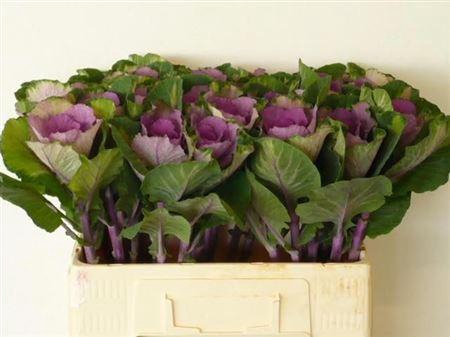 <h4>Brass Rose Crane</h4>