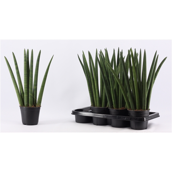 <h4>Sansevieria Cylindrica 14 cm Fan</h4>