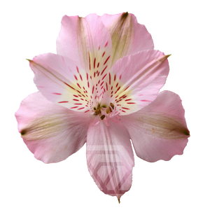 ALSTR STEPHANIE Tessa