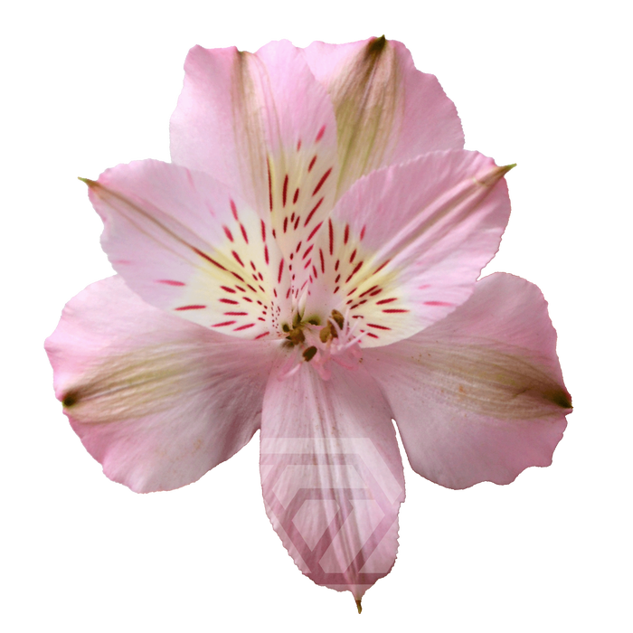 <h4>ALSTR STEPHANIE Tessa</h4>