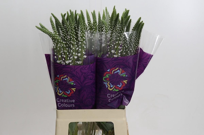 <h4>Lysimachia Elisabeth</h4>