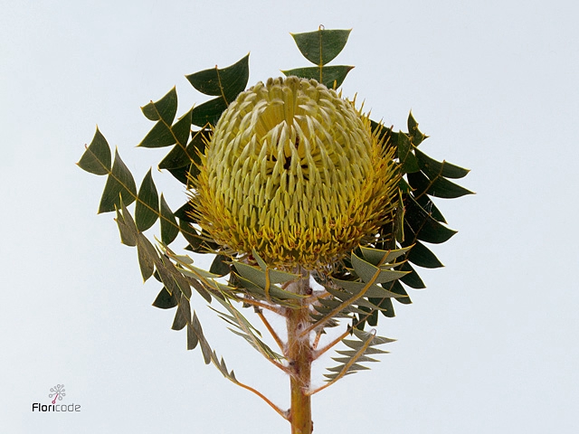 Banksia Baxteri