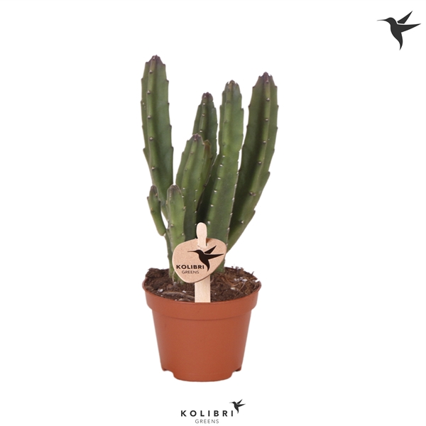 <h4>Kolibri Greens Stapelia Leenderziae</h4>