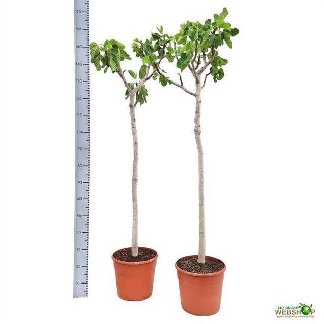 <h4>FICUS CARICA</h4>