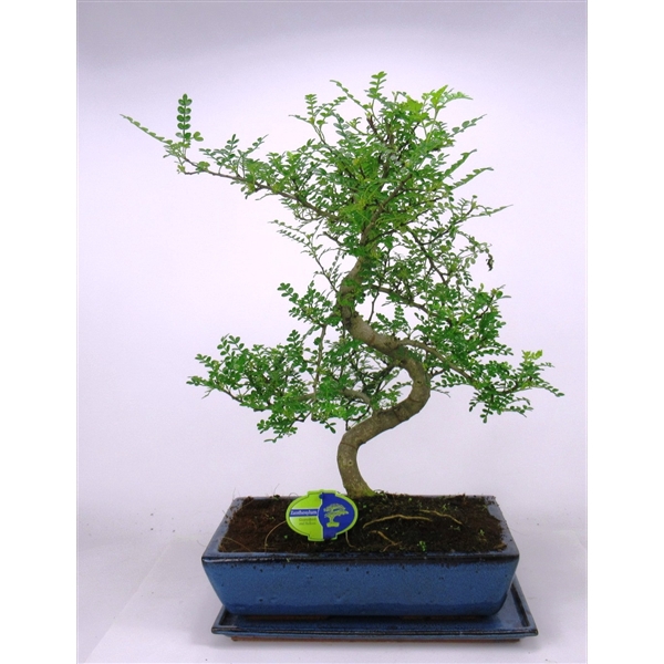 <h4>Zanthoxylum piperitum, 35 cm., shape, with dip tray</h4>