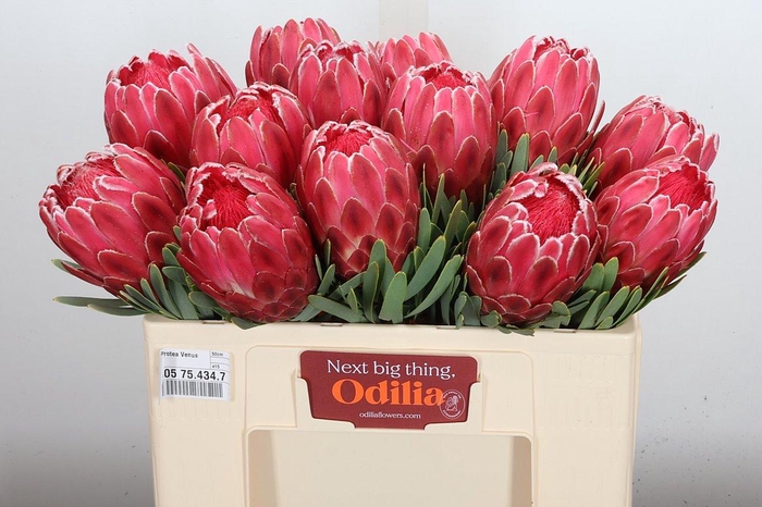 <h4>Protea Venus 50cm</h4>
