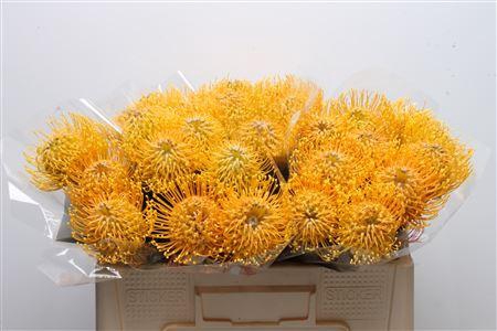 <h4>Leuco Hawaii Gold</h4>